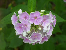 Wild Phlox