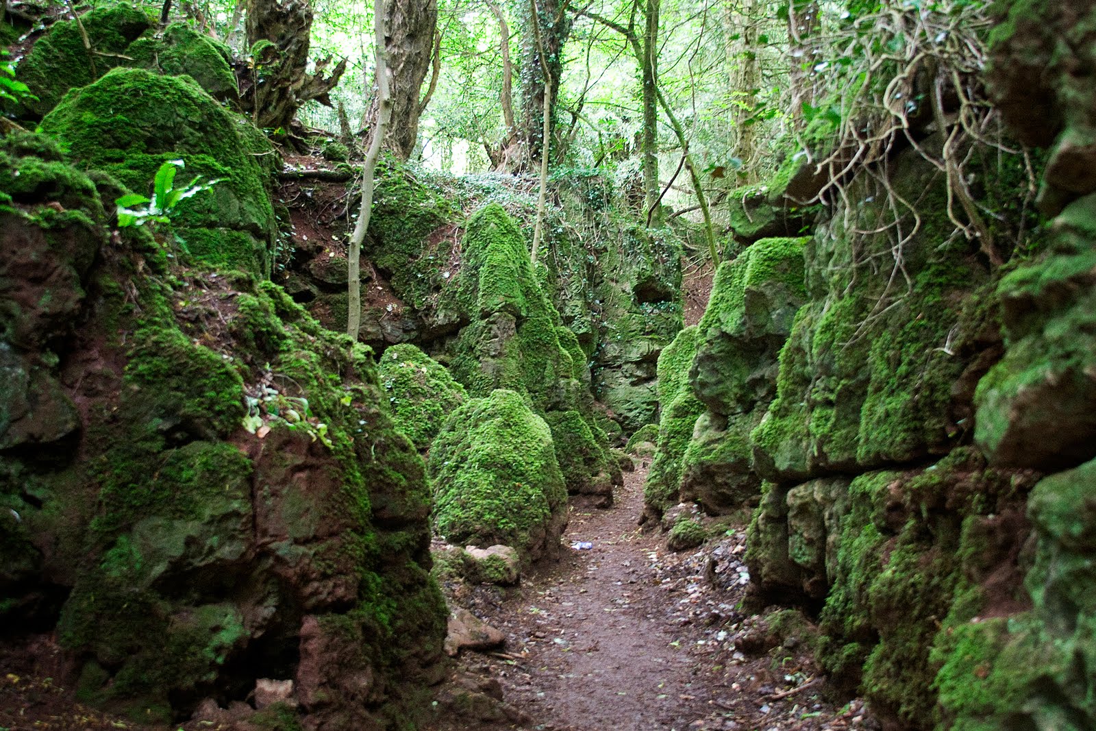The Troll Dens Puzzlewood must see forest in UK to see Middle Earth