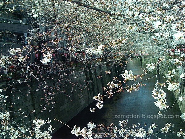 [sakura-at-naka-meguro2.jpg]