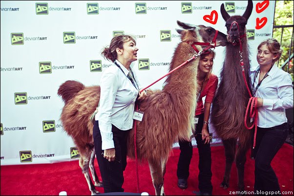 llamas kissing