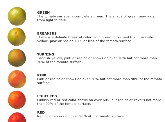Tomato Color Chart