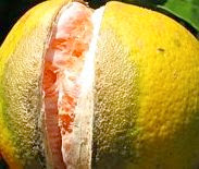 Orange Split