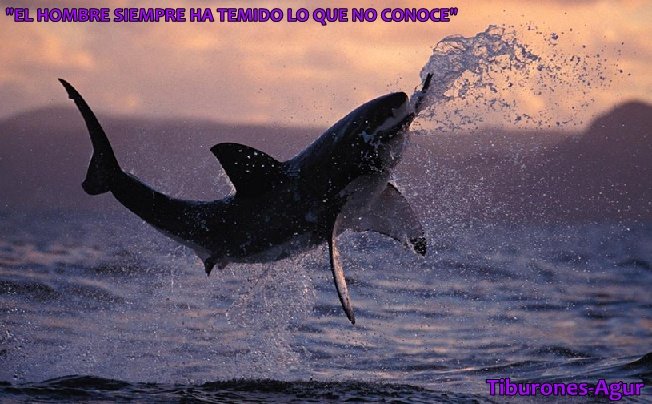 Tiburon blanco