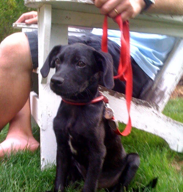 Appletree Staging: Animal, Vegetable, Mineral II