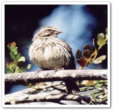 [Serinus+striolatus.JPG]