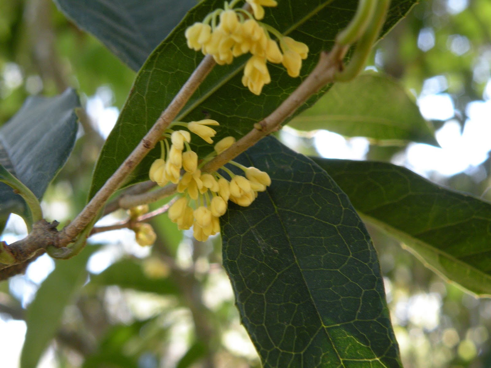 Mary's Louisiana Garden Sweet Olive