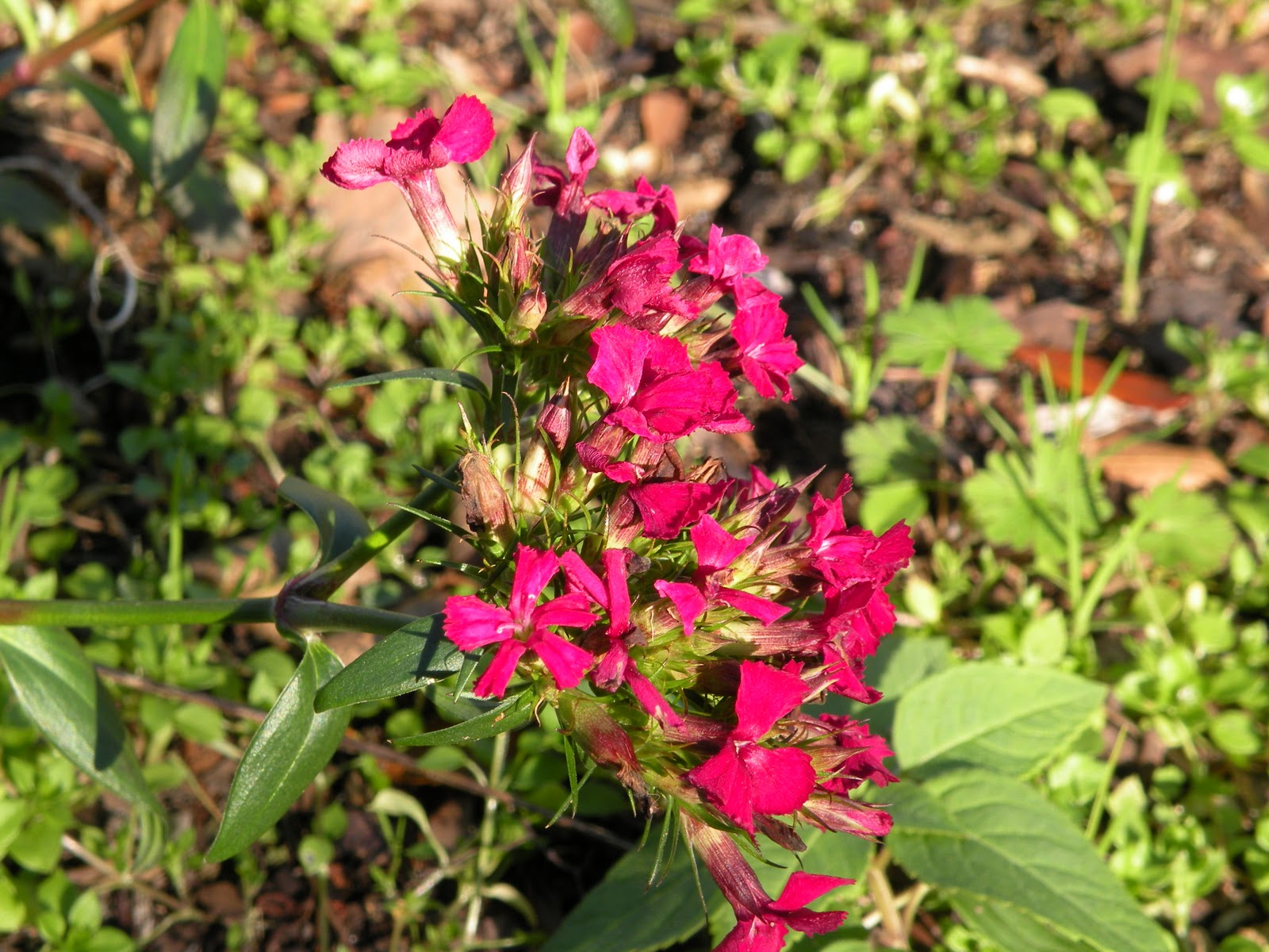 Mary's Louisiana Garden Plants Don't Know Its Winter