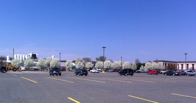 Trees in bloom at the Riverdale Shops in West Springfield, MA