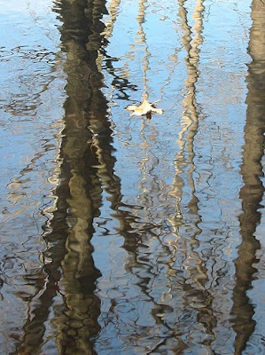 Image of a leaf floating in still water with trees reflected on the surface