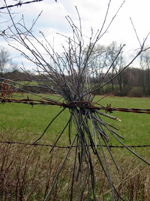 Sticks in a barbed wire fence bordering a field