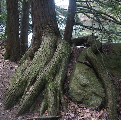 Tree roots clinging to a rock at Burr Pond in CT
