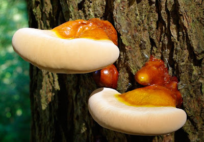 Some kind of mushroom