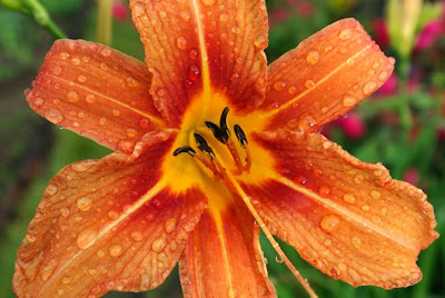 Orange Daylily after a rain