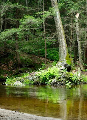 Cushman Brook next to the Robert Frost Trail in Amherst, Mass