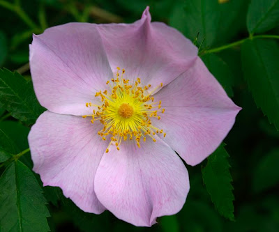Multiflora Rose flower