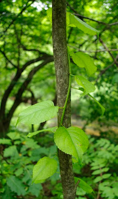 Young shoot of an Oriental Bittersweet Vine growing around a small tree