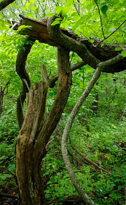 Another view of a large Oriental Bittersweet Vine that has grown around a larger tree that has snapped in half