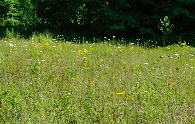 Field of wildflowers on the Mt. Tom range in Holyoke, Mass