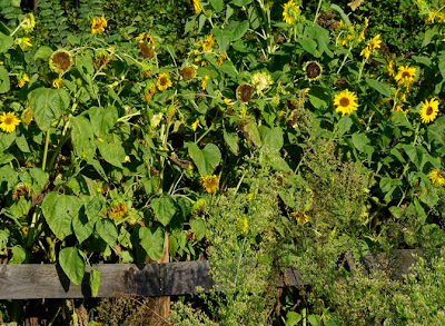 American Goldfinches in the sunflowers at Amethyst Brook Conservation area