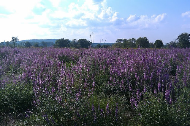 A field of Purple Loosestrife