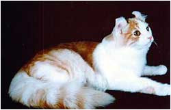 Mi Gato Razas De Gatos