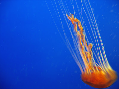 Moon jellyfish (which would not stay still for a picture)