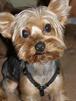 Max - Yorkie