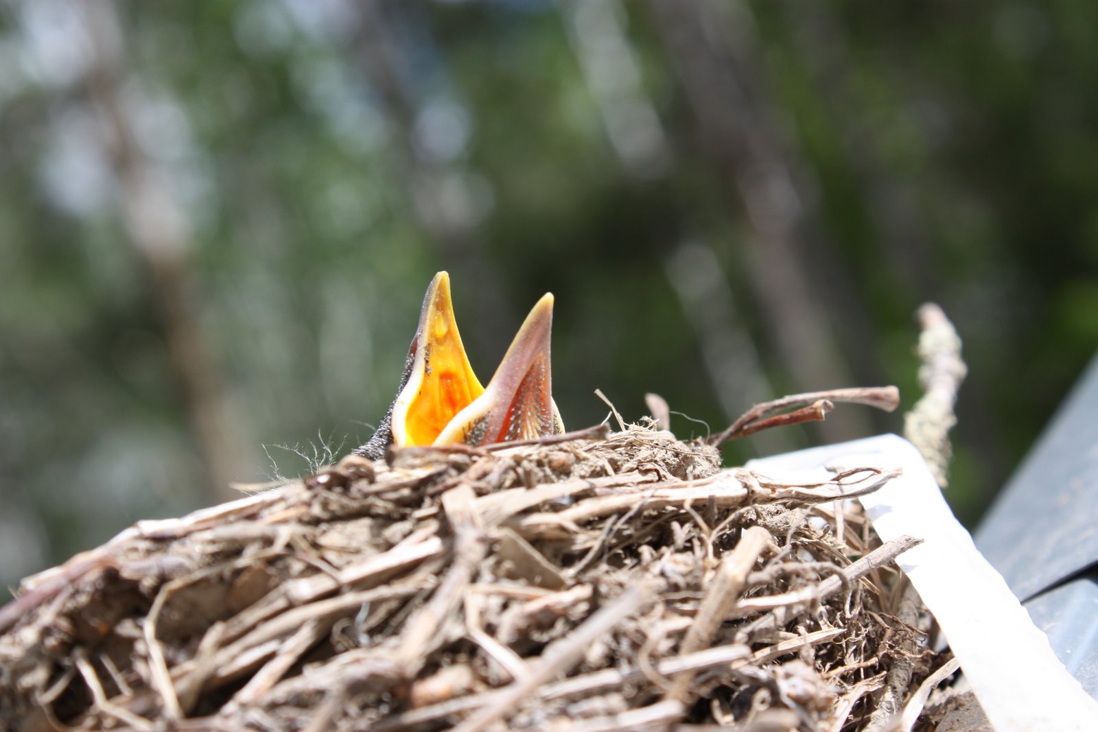 lil fish studios Gutter Birds