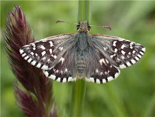 Grizzled Skipper