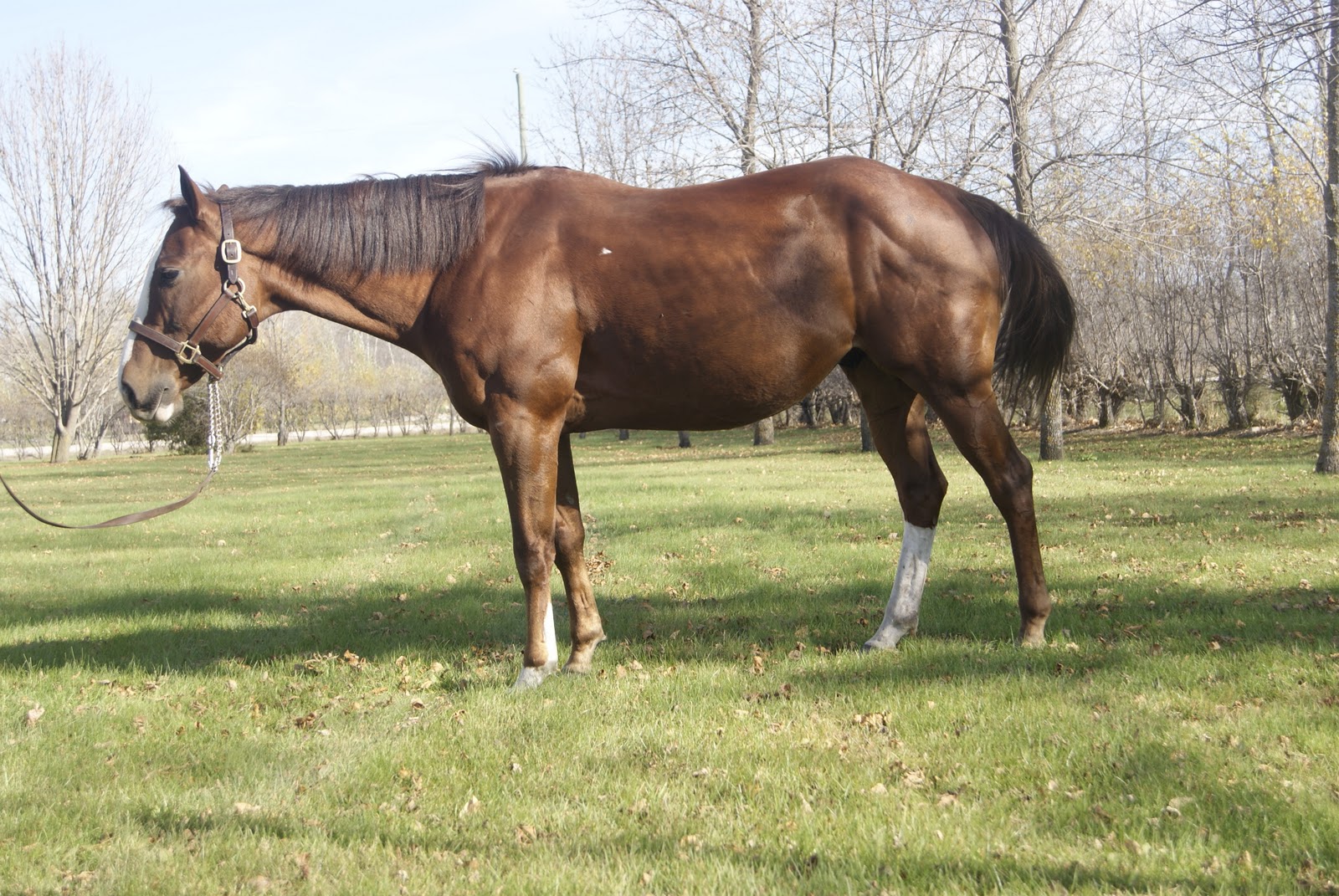 Quarter Horse Dressage Reno's Fall 2010 Conformation Pics and Lunging