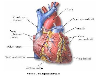 bagian bagian jantung