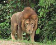 [lion.jpg]