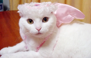 cat-angel.jpg