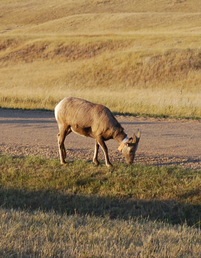 badlands bighorn sheep