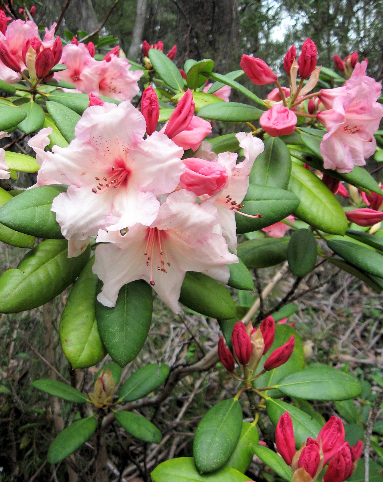 Blackheath Rhododendron Gardens Our Walks