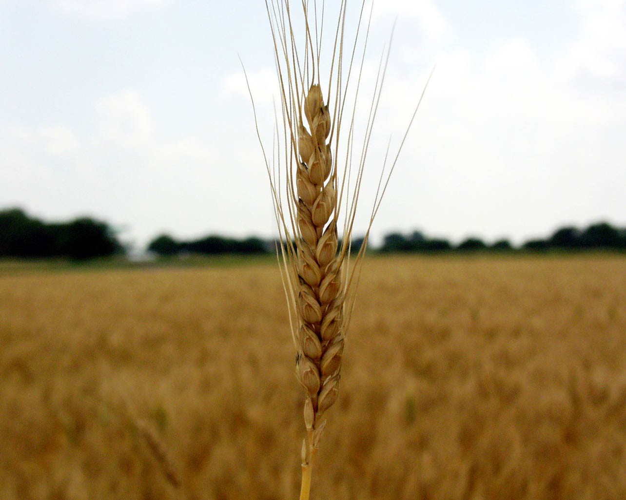 image wheat