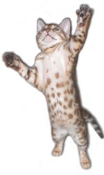 sher bobs exotic cats