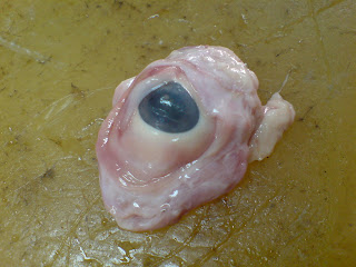 pig eyeball