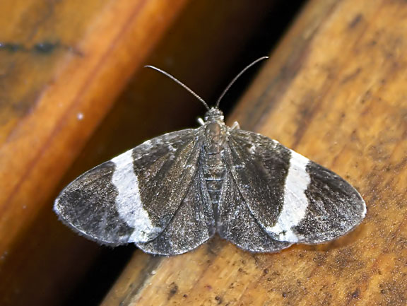 x-ray orgasm white striped black moth