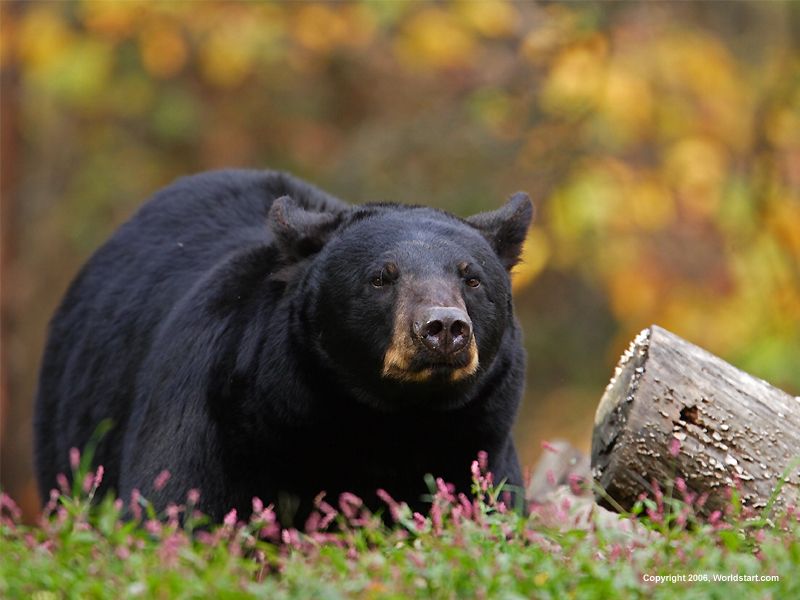 [Canadian-Black-Bear.jpg]