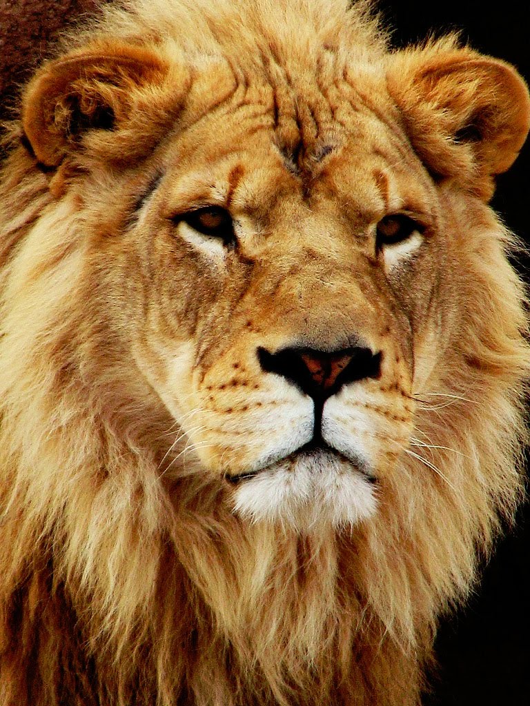 Animal Desktop Wallpapers Lion Desktop And Wallpaper Gallery