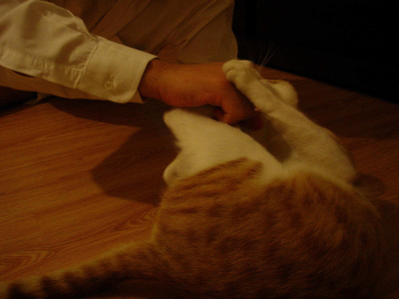 [DSC07981.JPG]