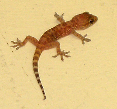 [gecko2.jpg]