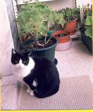 "SONECA" A MINHA SEGUNDA GATA