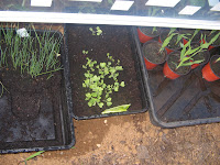 seedlings