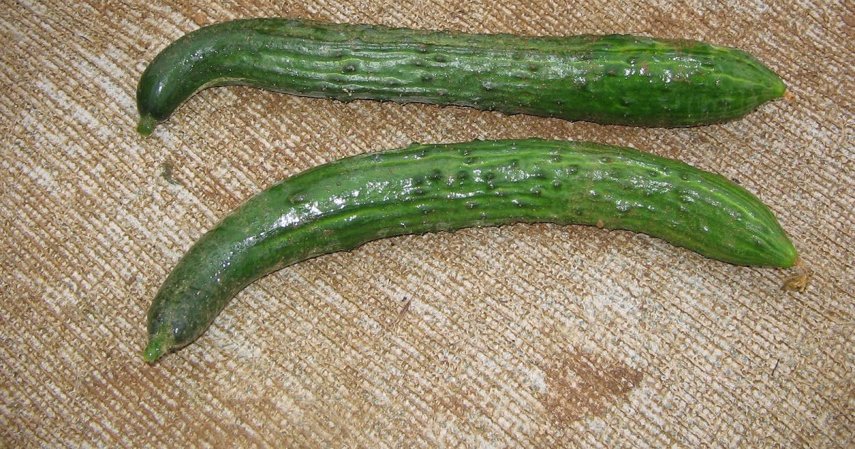 Spiky Cucumbers?!?!?! Allotments 4 you