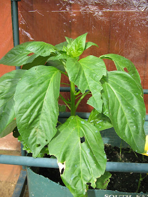 pepper plant