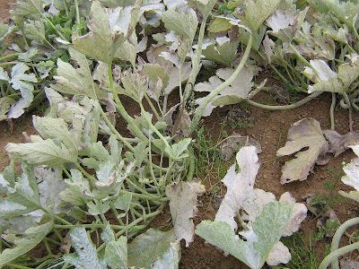 powdery mildew