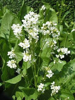 horseradish plant