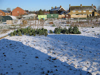 allotments in snow